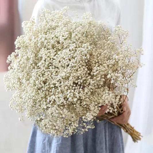 Natural Fresh Dried Preserved Flowers Gypsophila paniculata,Baby's Breath Flower bouquets gift for Wedding Decoration,Home Decor